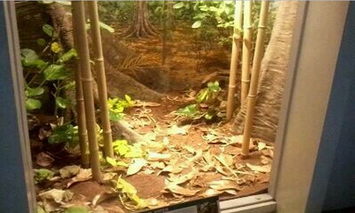 Reptile House-Gaboon Viper exhibit
