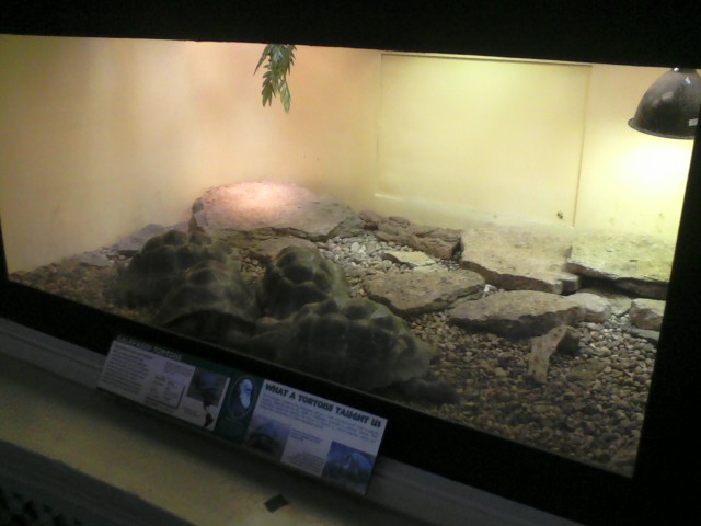 Reptile House- Galapagos Tortoise exhibit