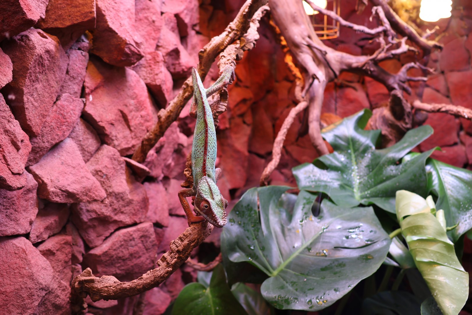 Reptile House - Gecko species?