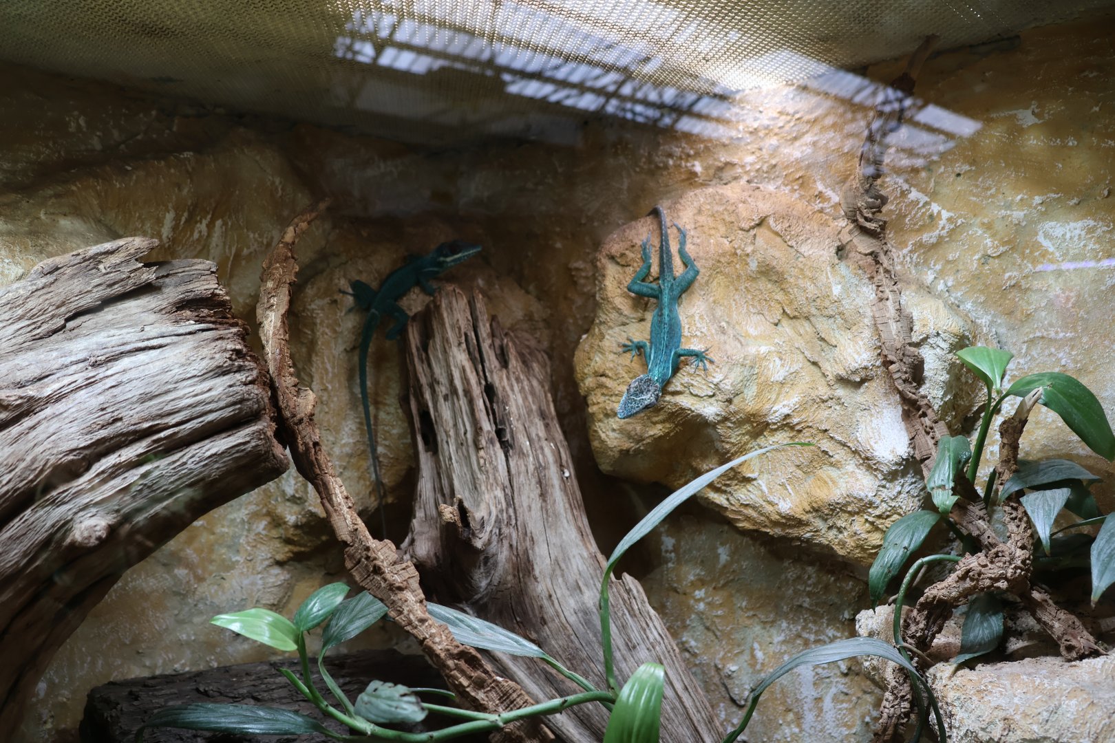 Reptile House - Gecko species?