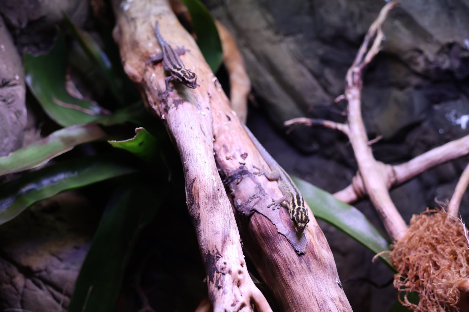 Reptile House - Gecko species?