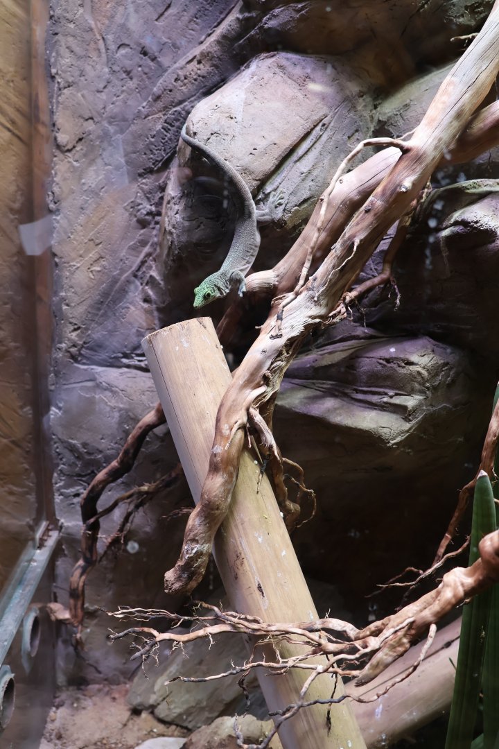 Reptile House - Gecko species?