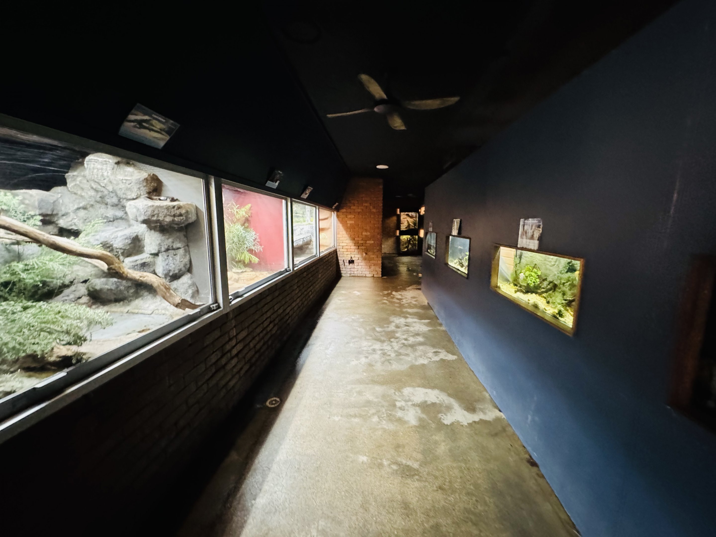 Reptile house general corridor