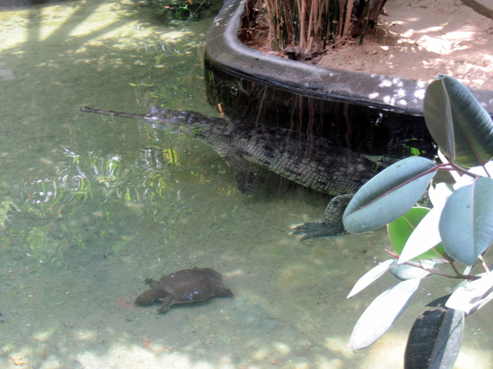 Reptile House-Gharial