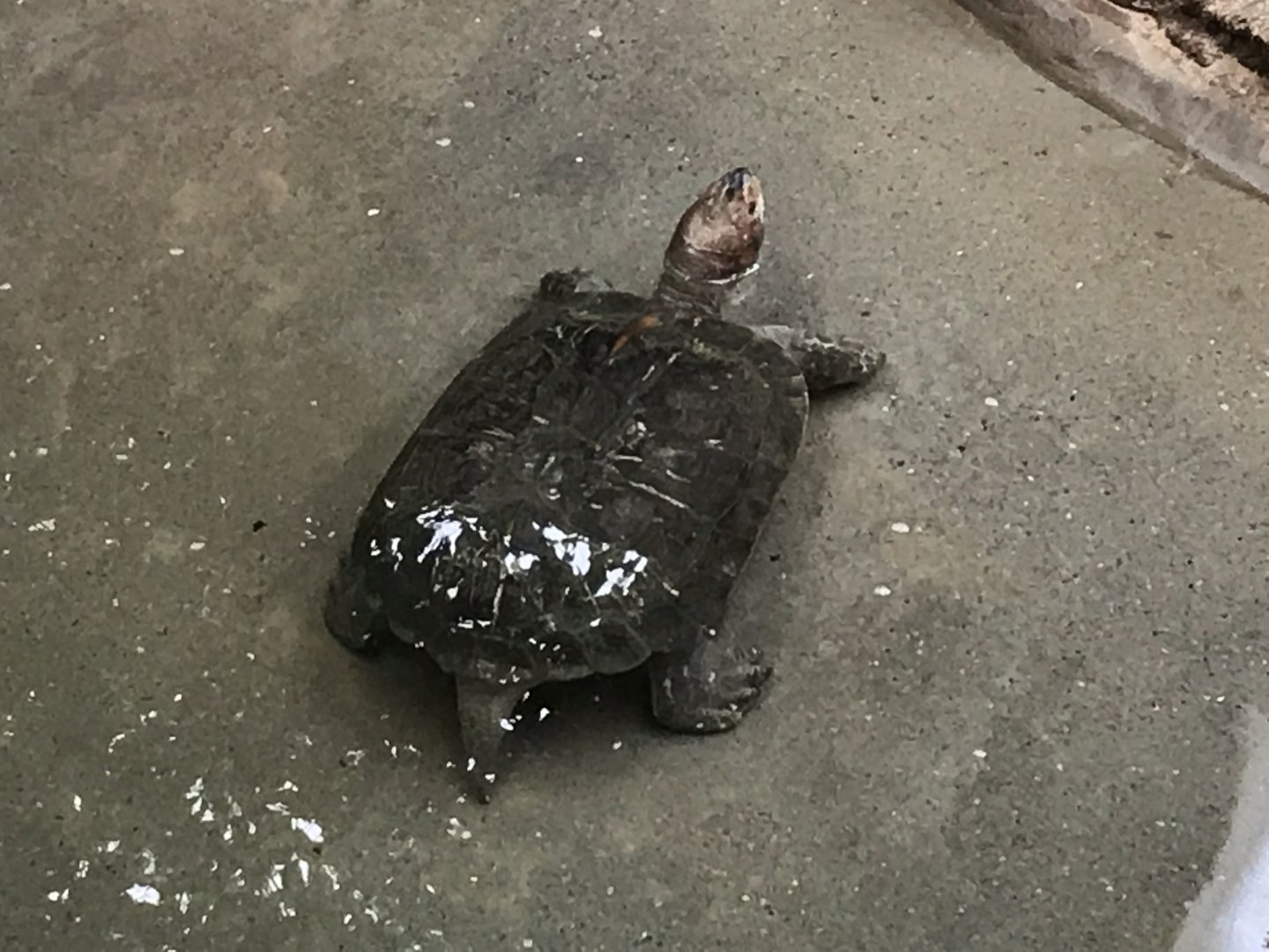 Reptile House - Giant Asian pond turtle 230619