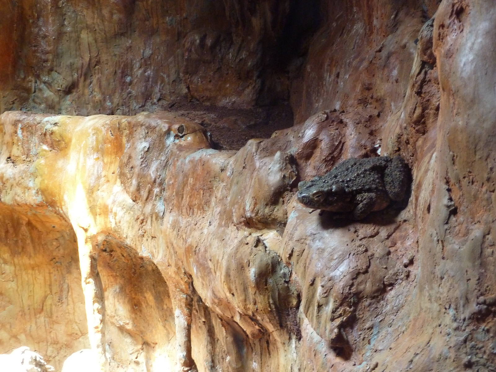 Reptile House - Giant Asian Toad