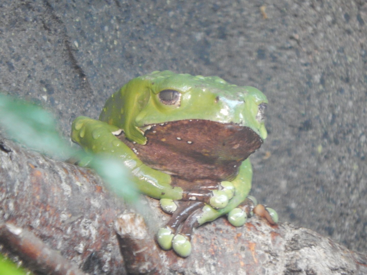 Reptile House - Giant leaf frog 040324