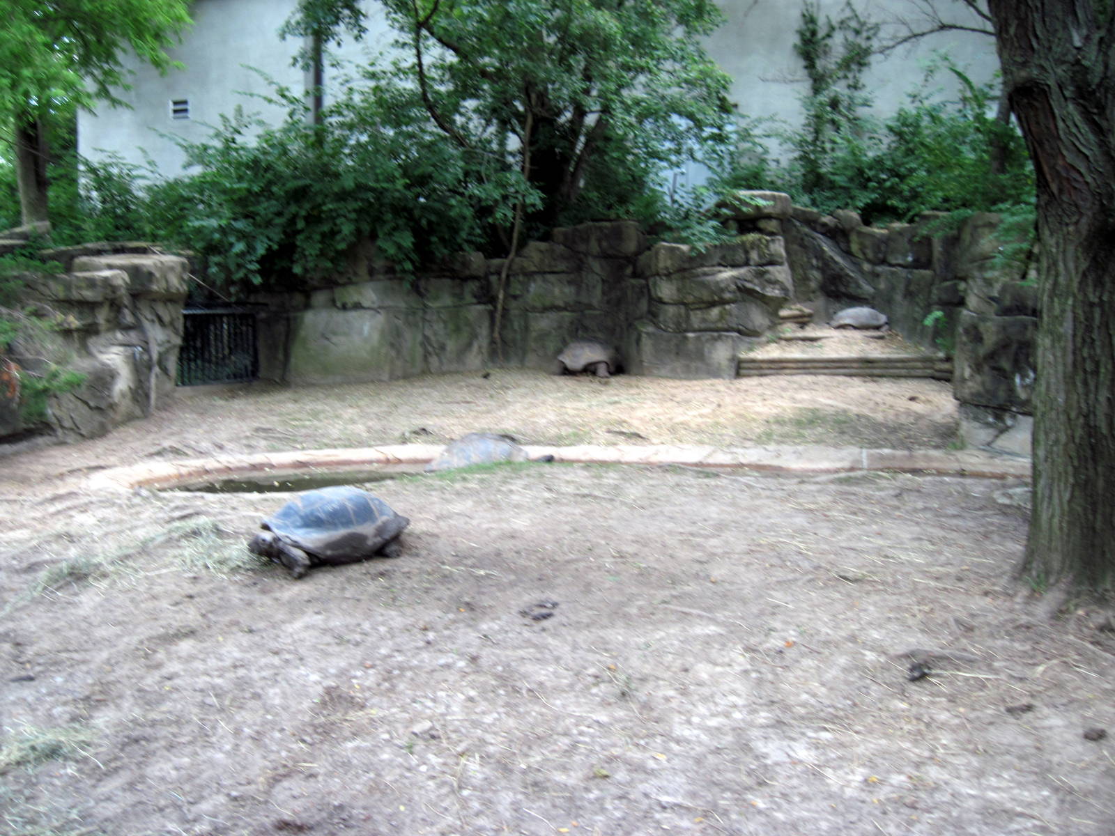 Reptile House-Giant Tortoises