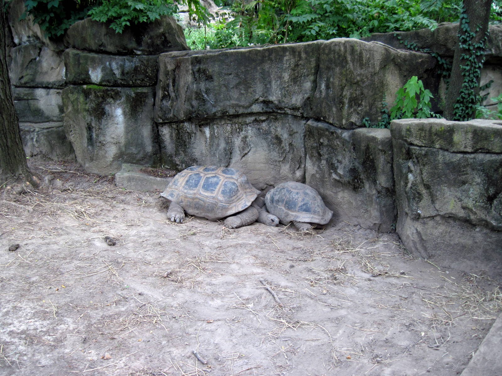Reptile House-Giant Tortoises