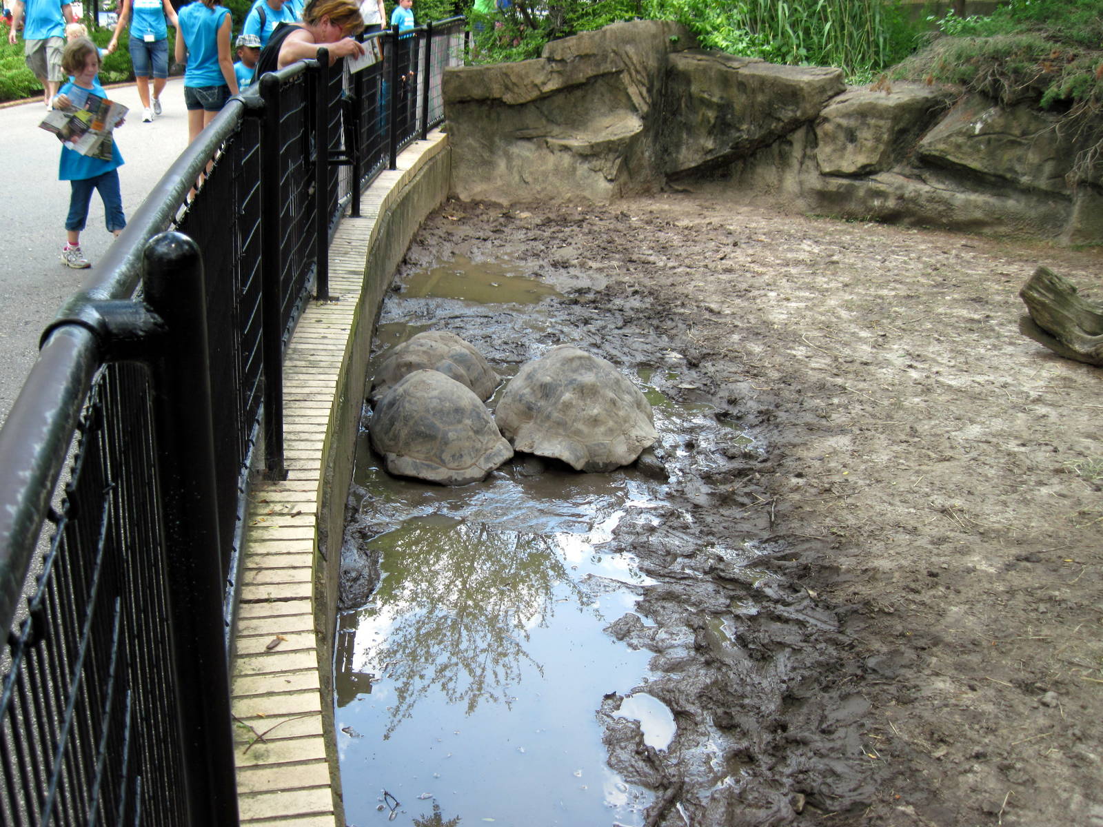 Reptile House-Giant Tortoises