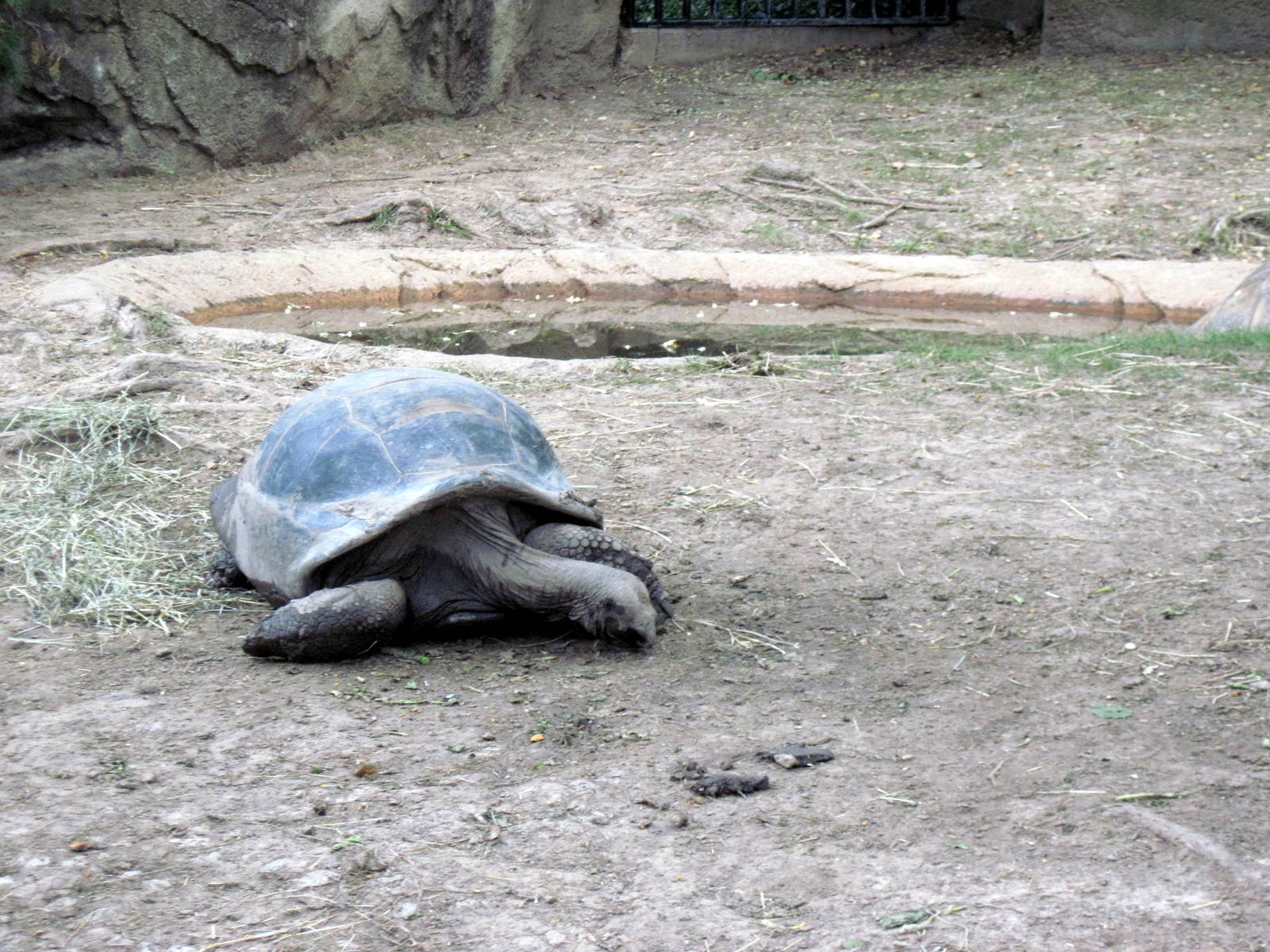 Reptile House-Giant Tortoises