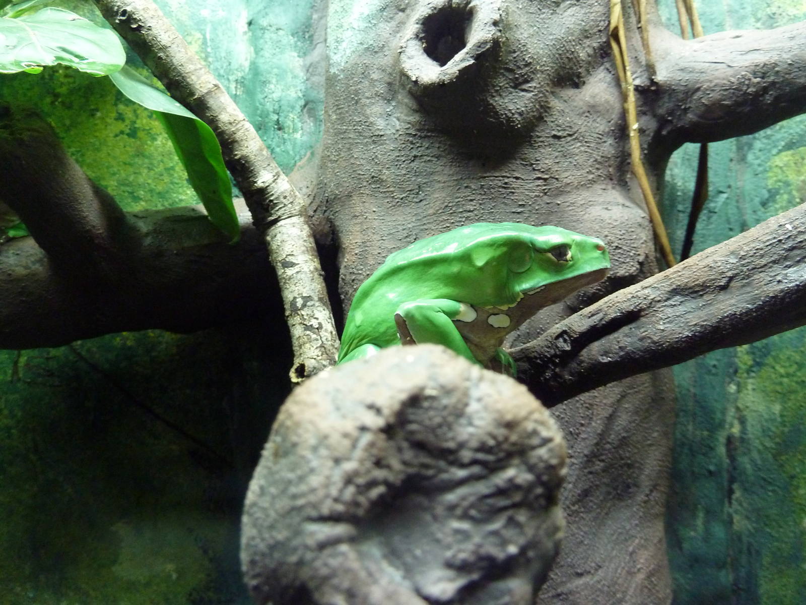 Reptile House - Giant Waxy Monkey Tree Frog