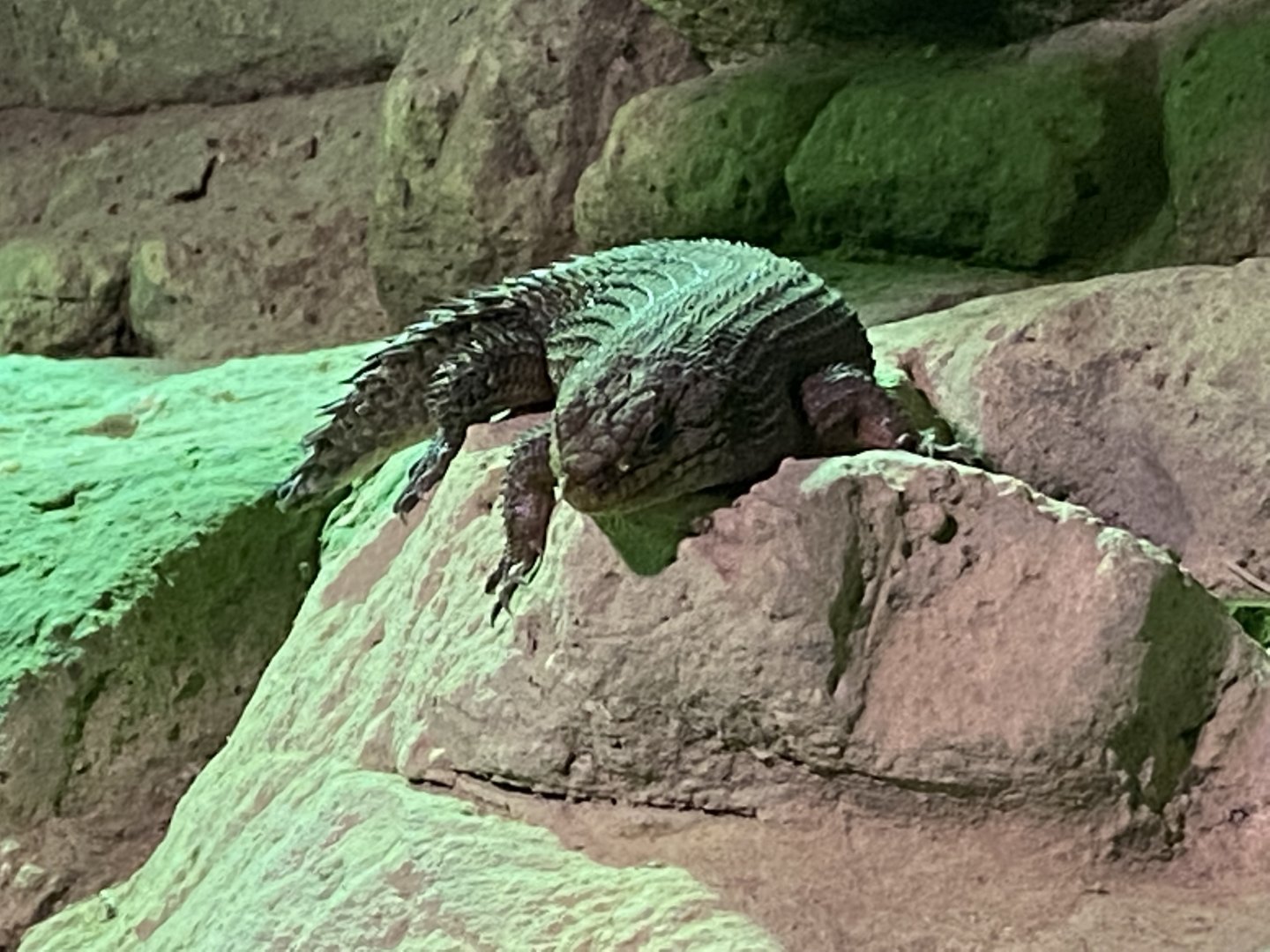 Reptile House - Gidgee skink 280222
