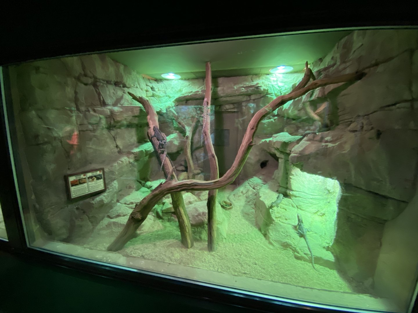 Reptile House - Gidgee skink and Frill-necked lizard exhibit 280222