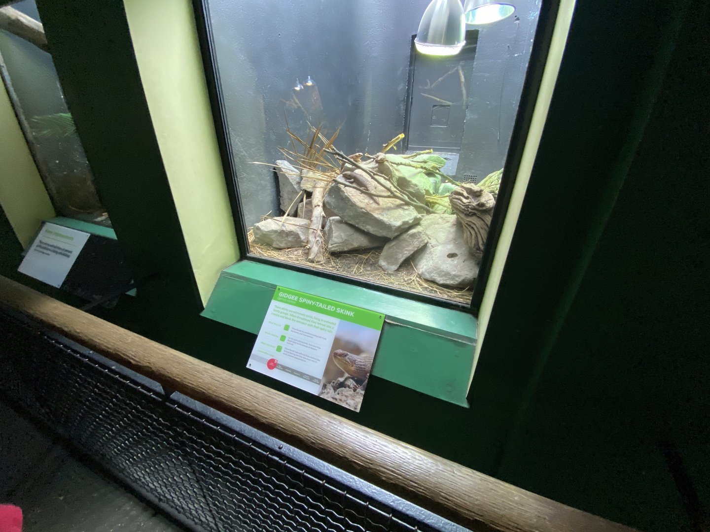 Reptile House - Gidgee skink exhibit 180322
