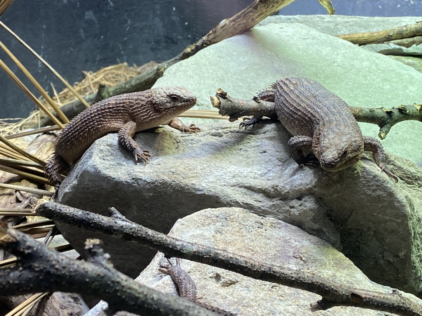 Reptile House - Gidgee skinks 180322