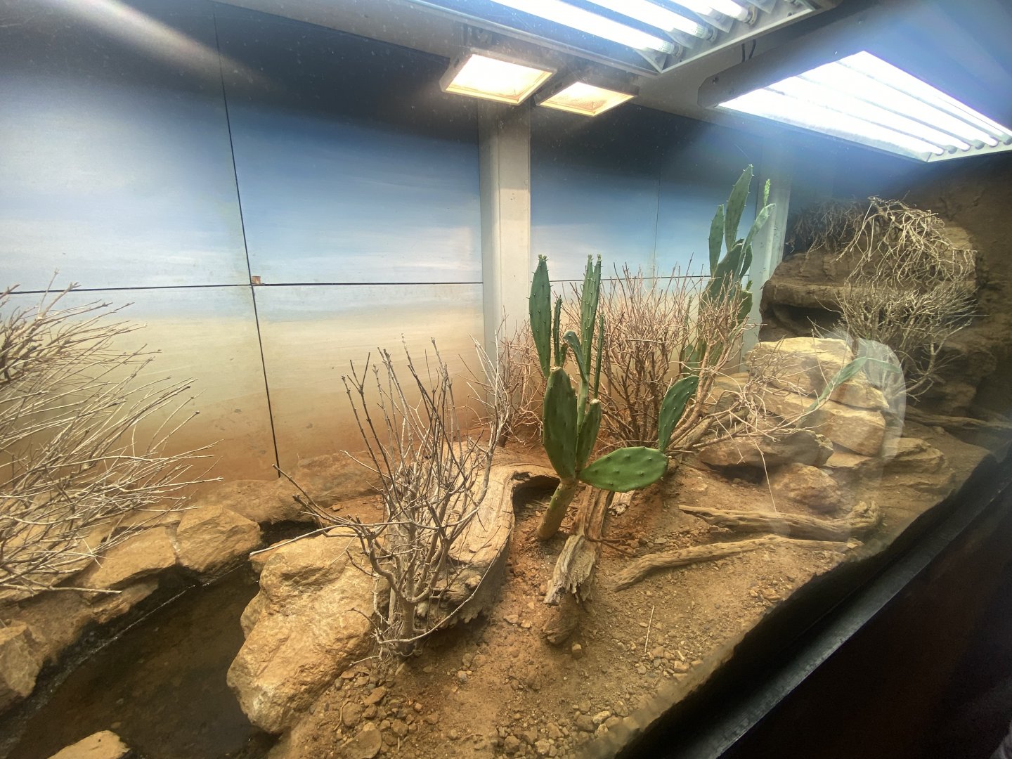 Reptile House - Gila monster exhibit 040822