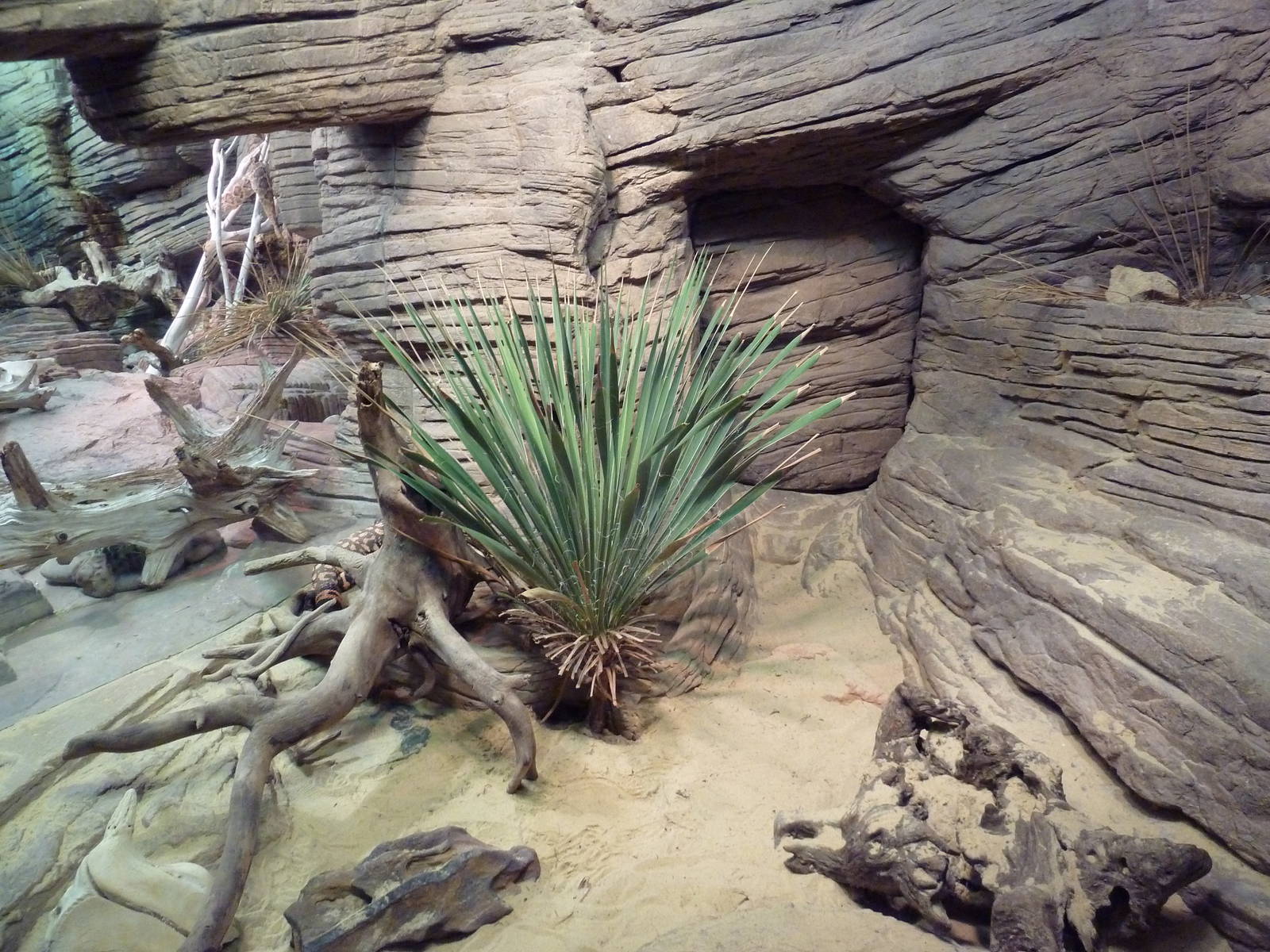 Reptile House - Gila Monster Exhibit