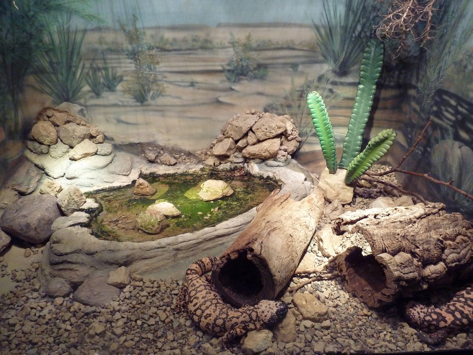 Reptile House - Gila Monster Exhibit