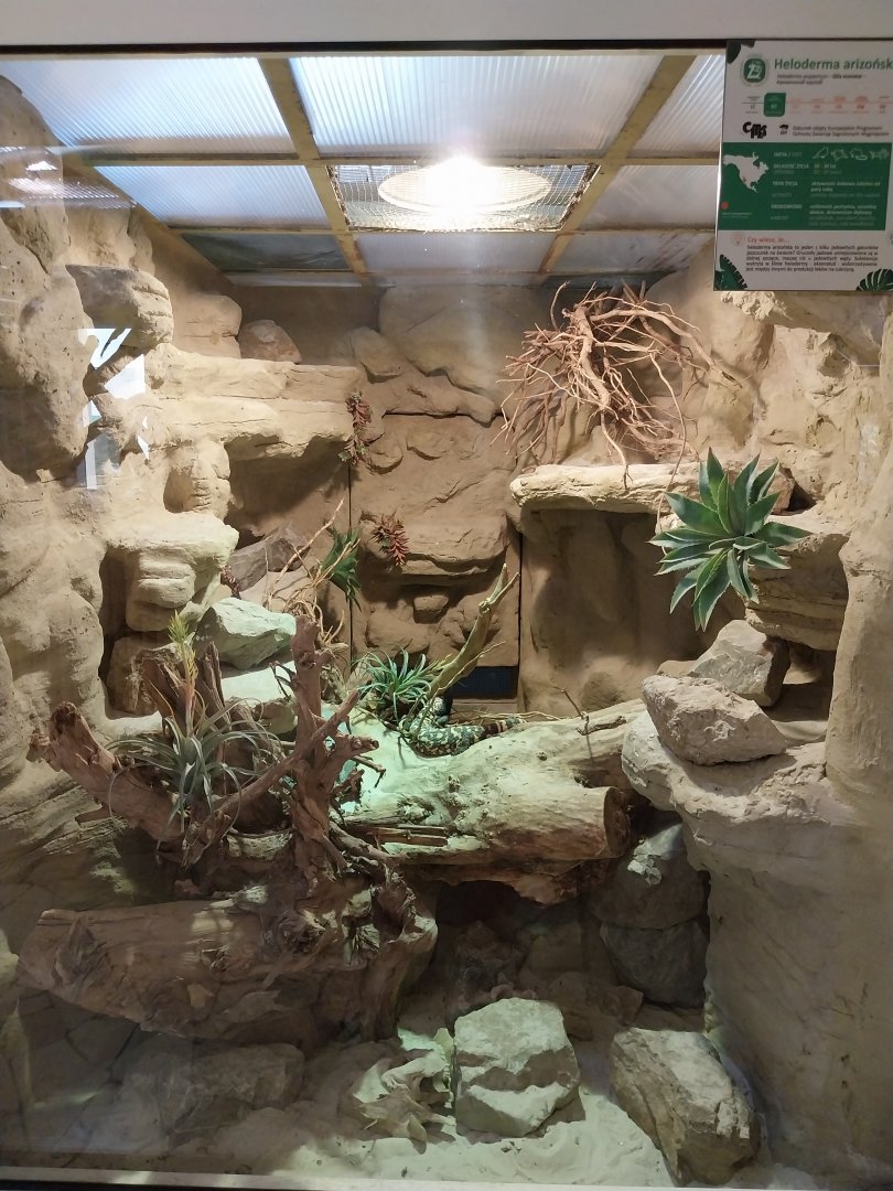 Reptile house - Gila Monster (Heloderma suspectum)