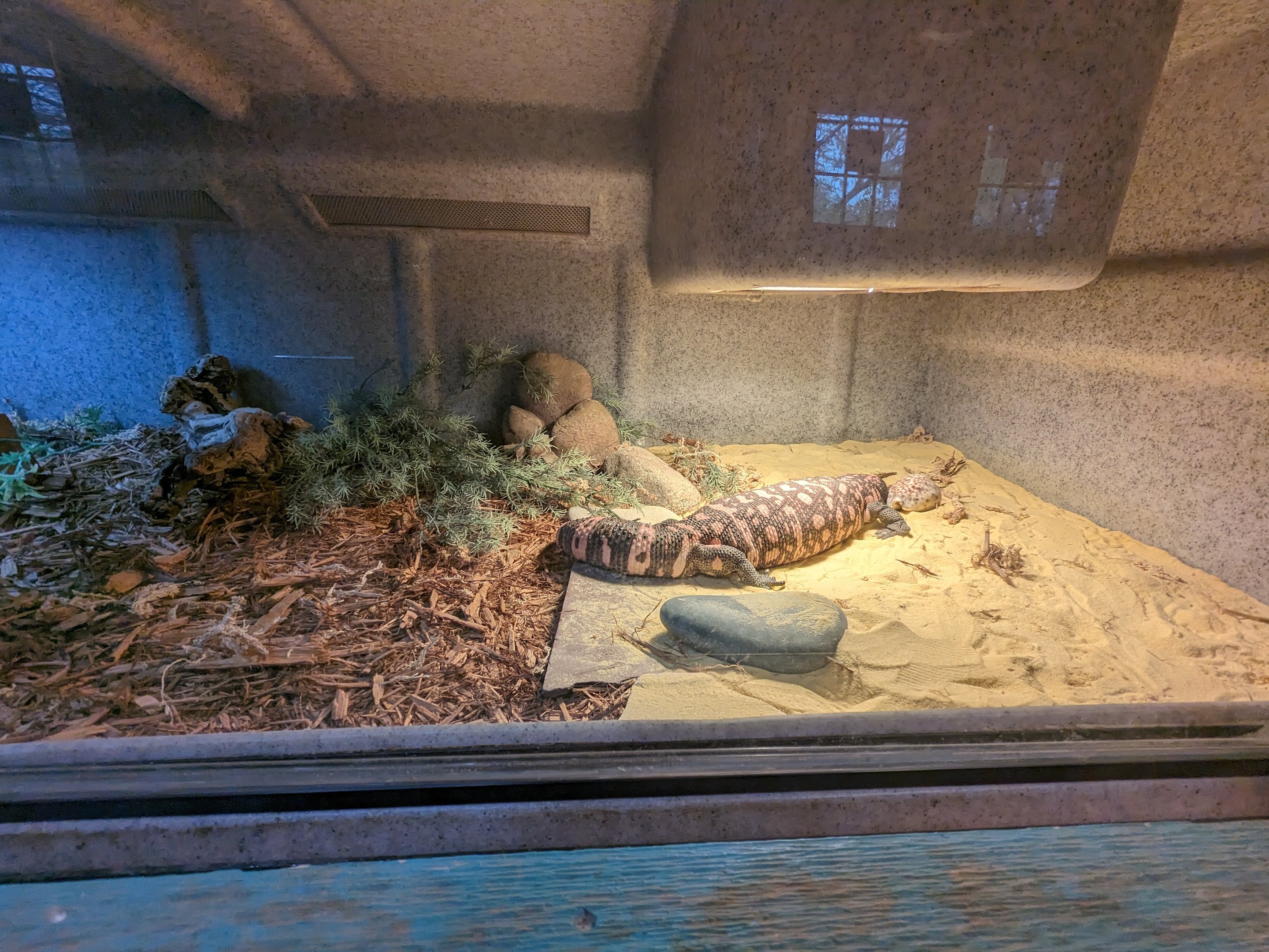 Reptile house - Gila monster