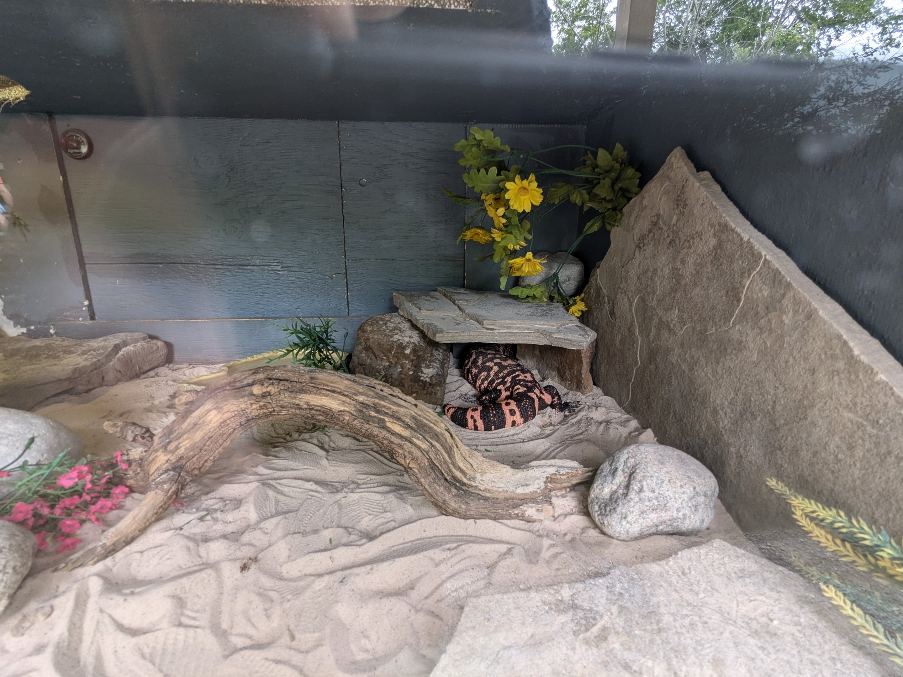 Reptile House - Gila monster
