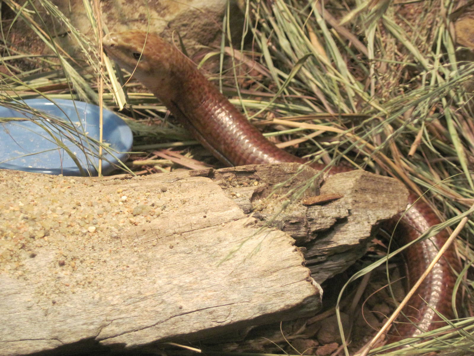 Reptile House-Glass Lizard