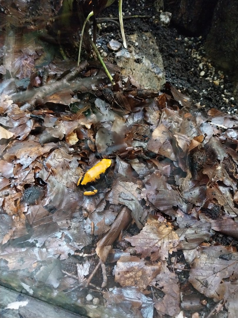 Reptile House - Golden poison frog (Phyllobates vittatus)