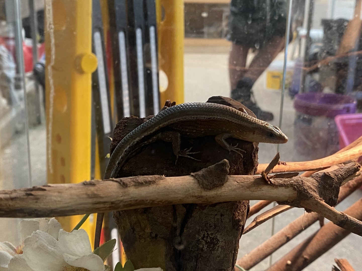 Reptile House - Golden sun skink 030924