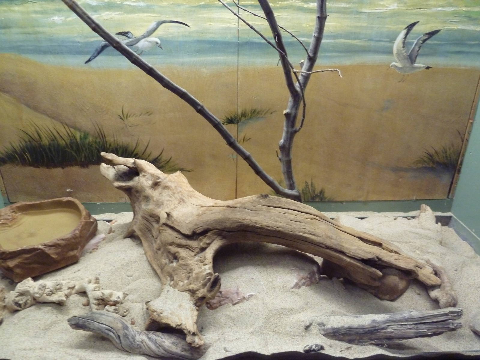 Reptile House - Great Basin Gopher Snake Exhibit