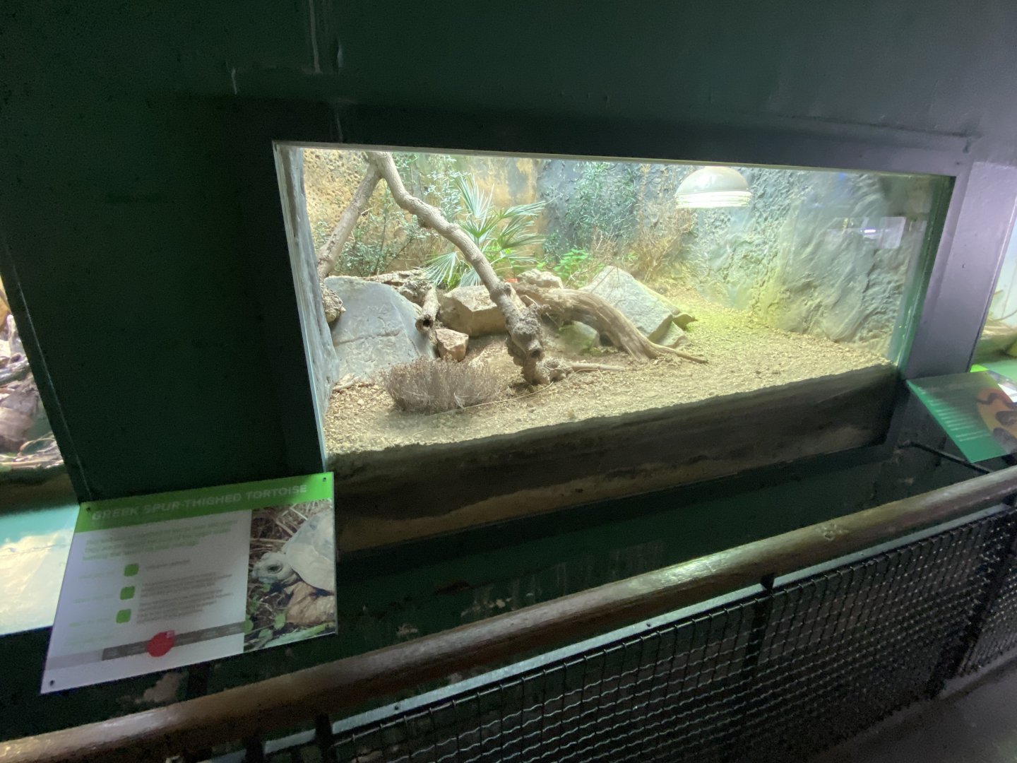 Reptile House - Greek spur-thighed tortoise exhibit 180322