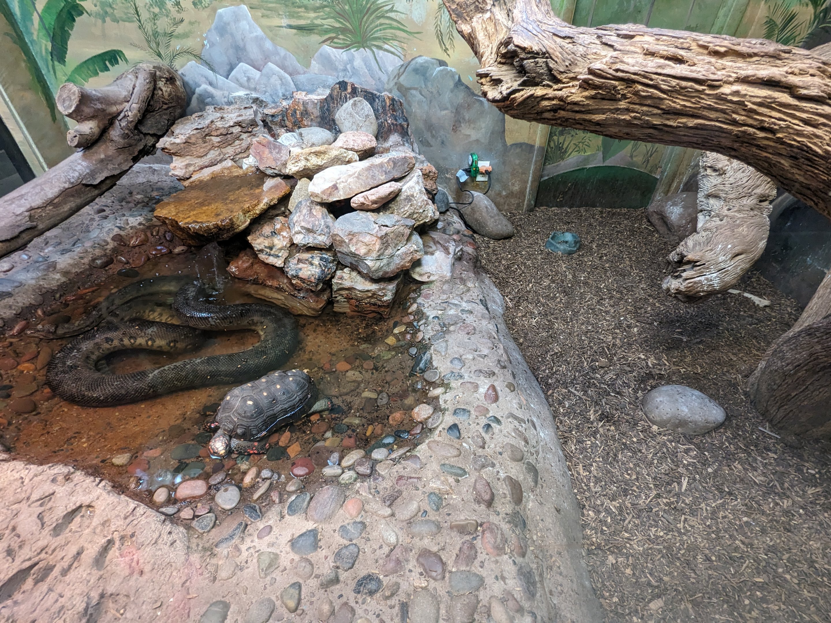 Reptile House - Green anaconda and red-footed tortoise