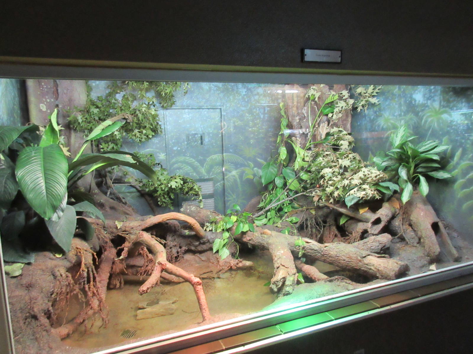 Reptile House - Green Anaconda Exhibit