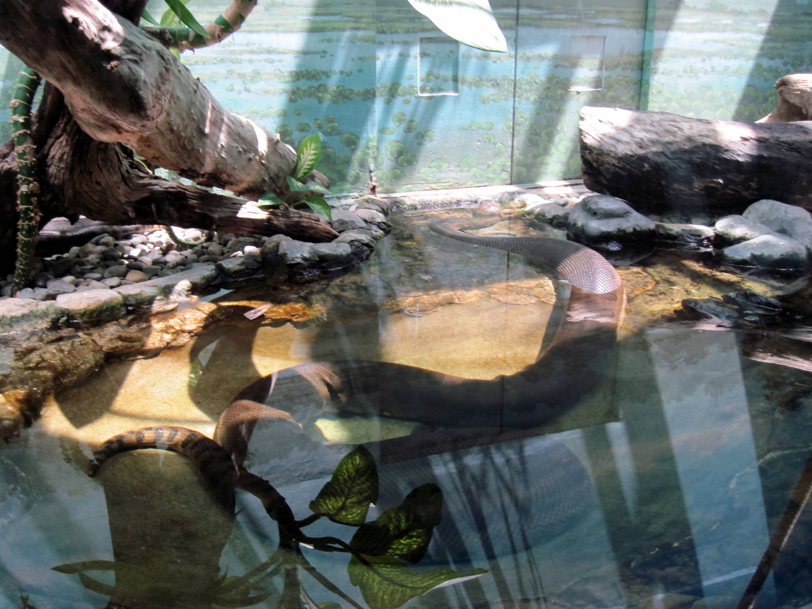 Reptile House-Green Anaconda