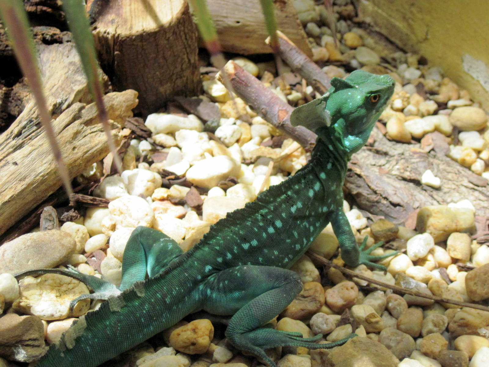 Reptile House-Green Basilisk