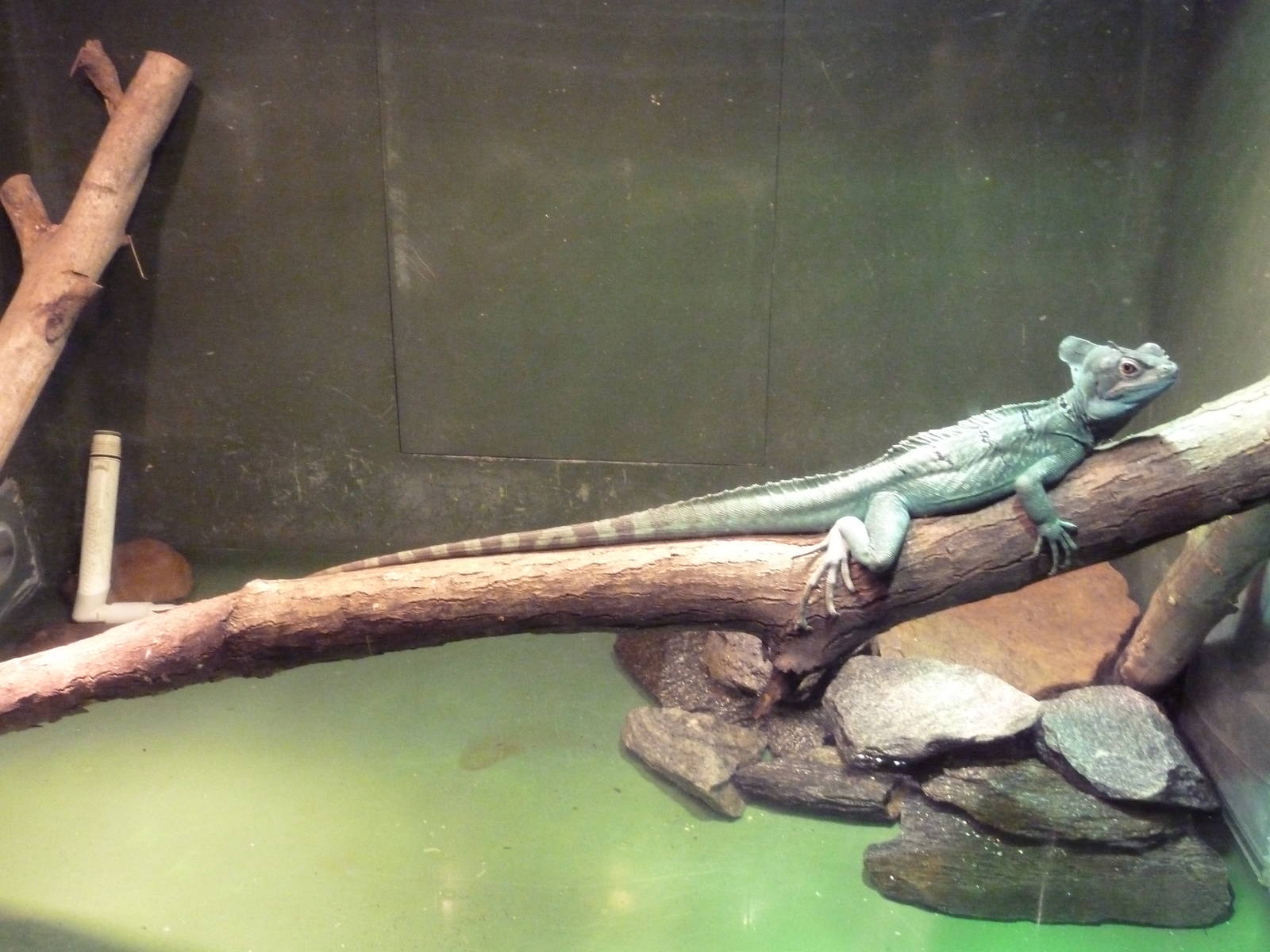 Reptile House - Green Crested Basilisk