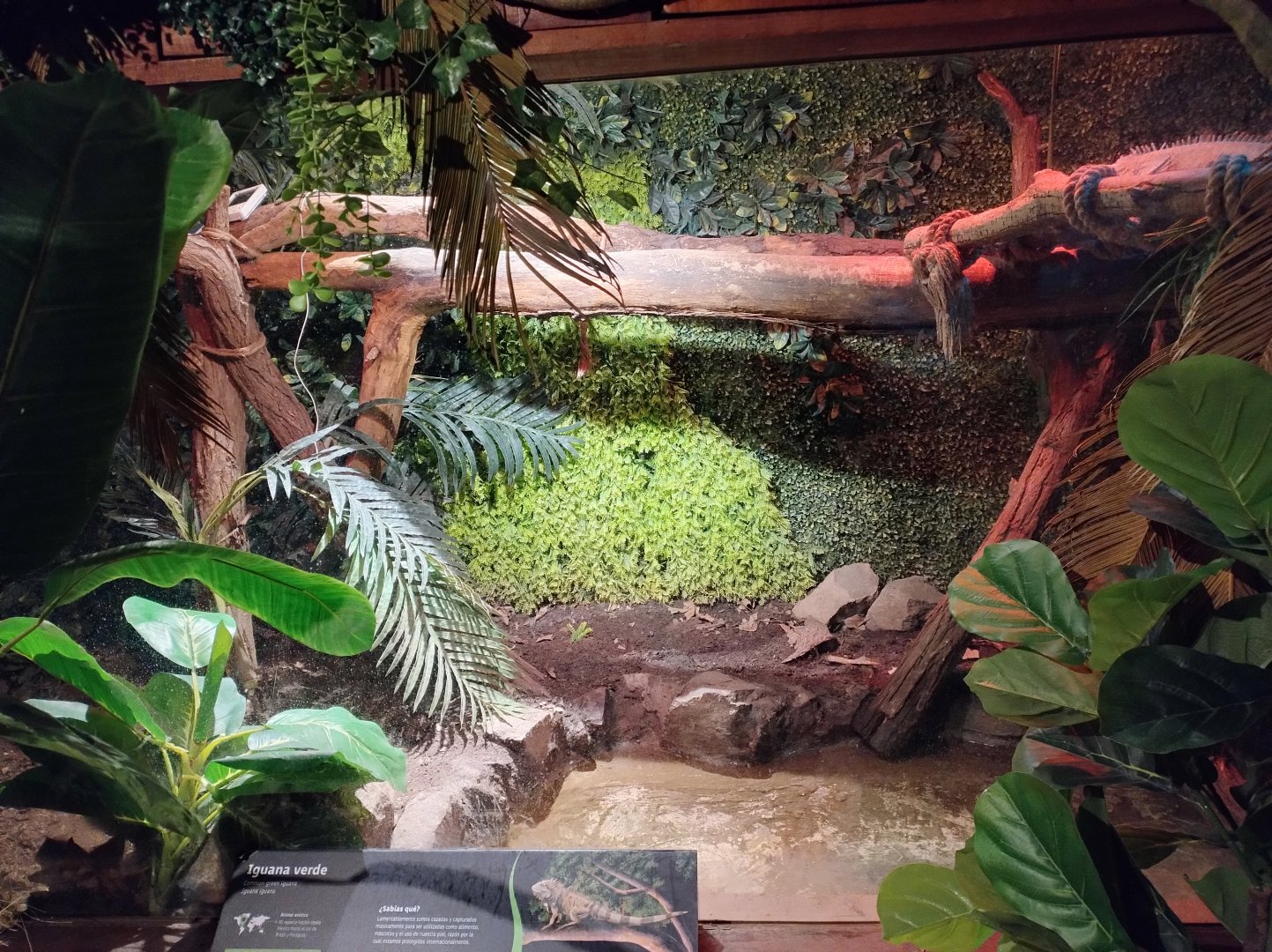 Reptile house green iguana exhibit - Santiago zoo (Zoologico nacional)