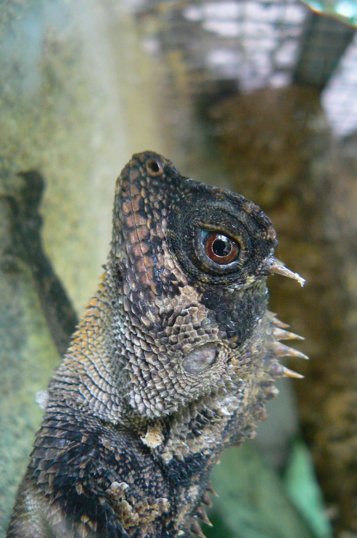 Reptile house - green pricklenape