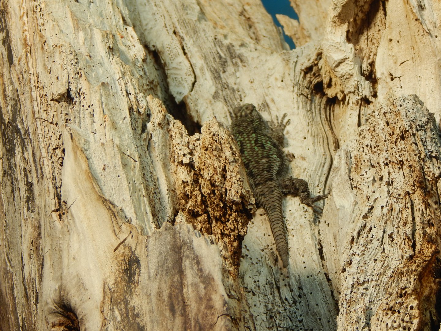 Reptile House - Green spiny lizard 040324