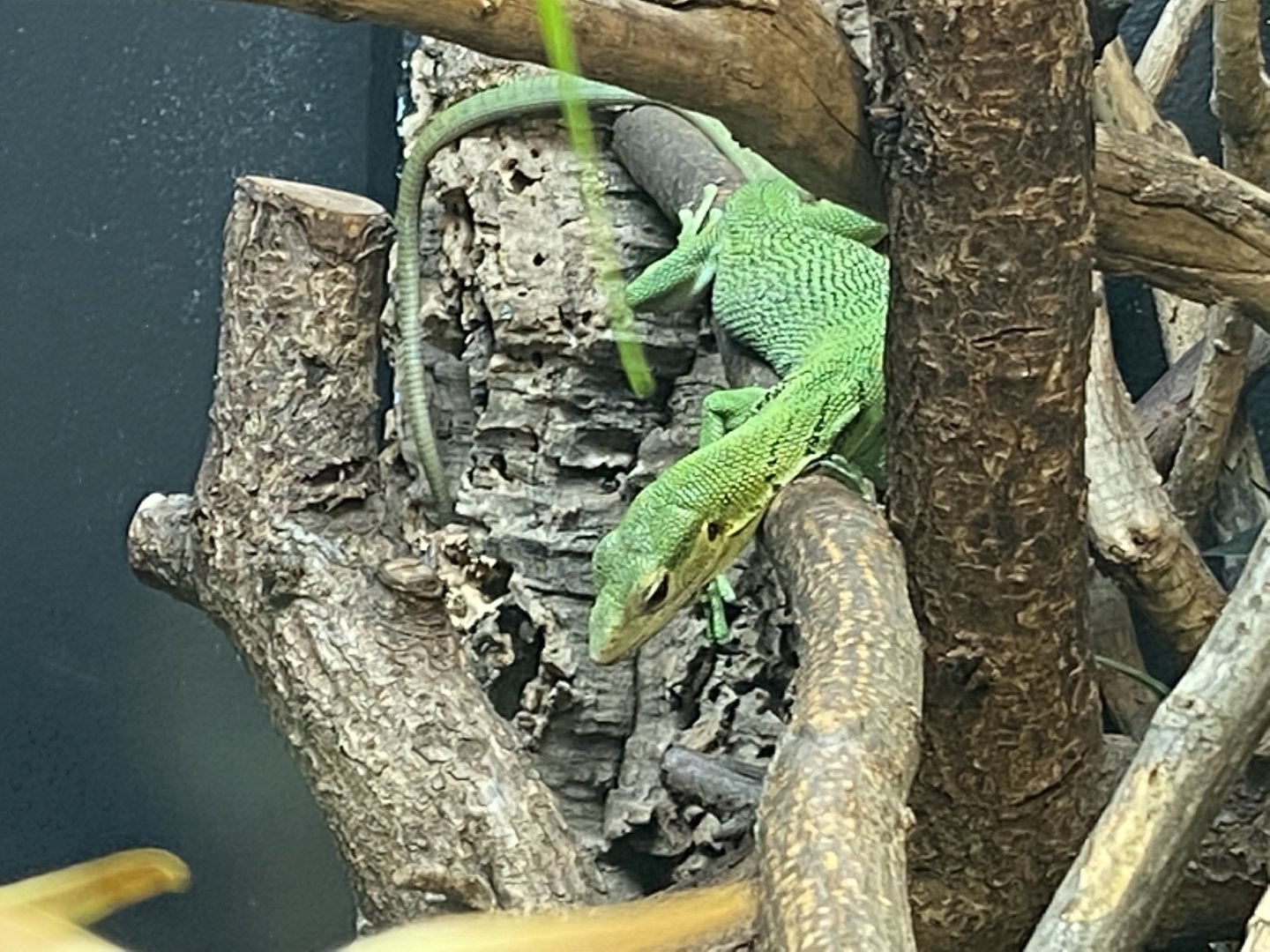Reptile House - Green tree monitor 180322
