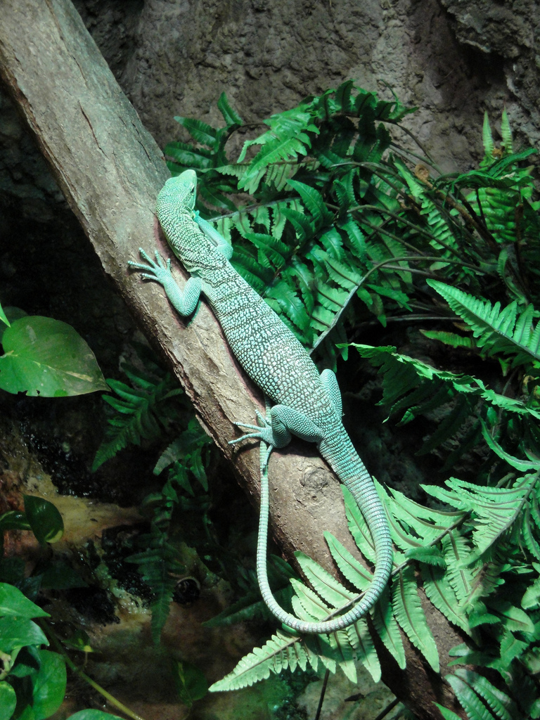 Reptile House - Green Tree Monitor
