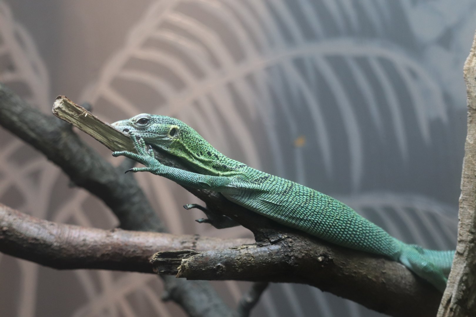 Reptile House - Green Tree Monitor
