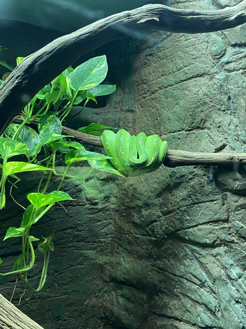 Reptile House - Green tree python 120920