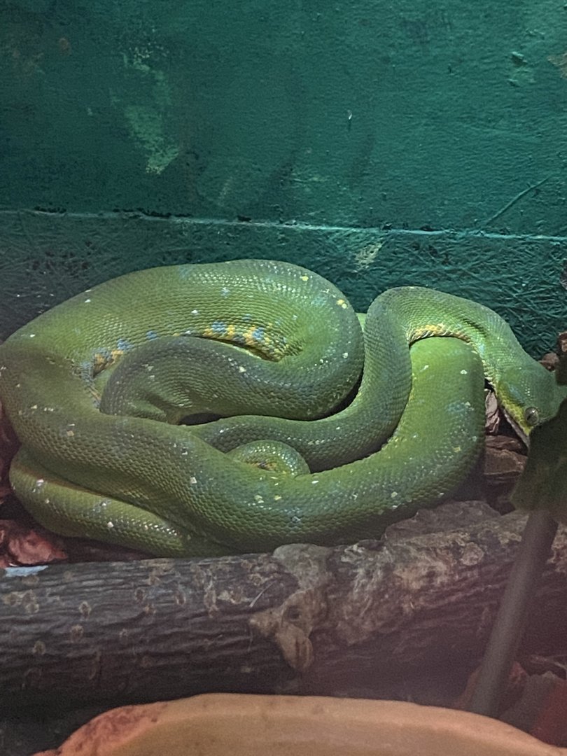 Reptile House - Green tree python  231022