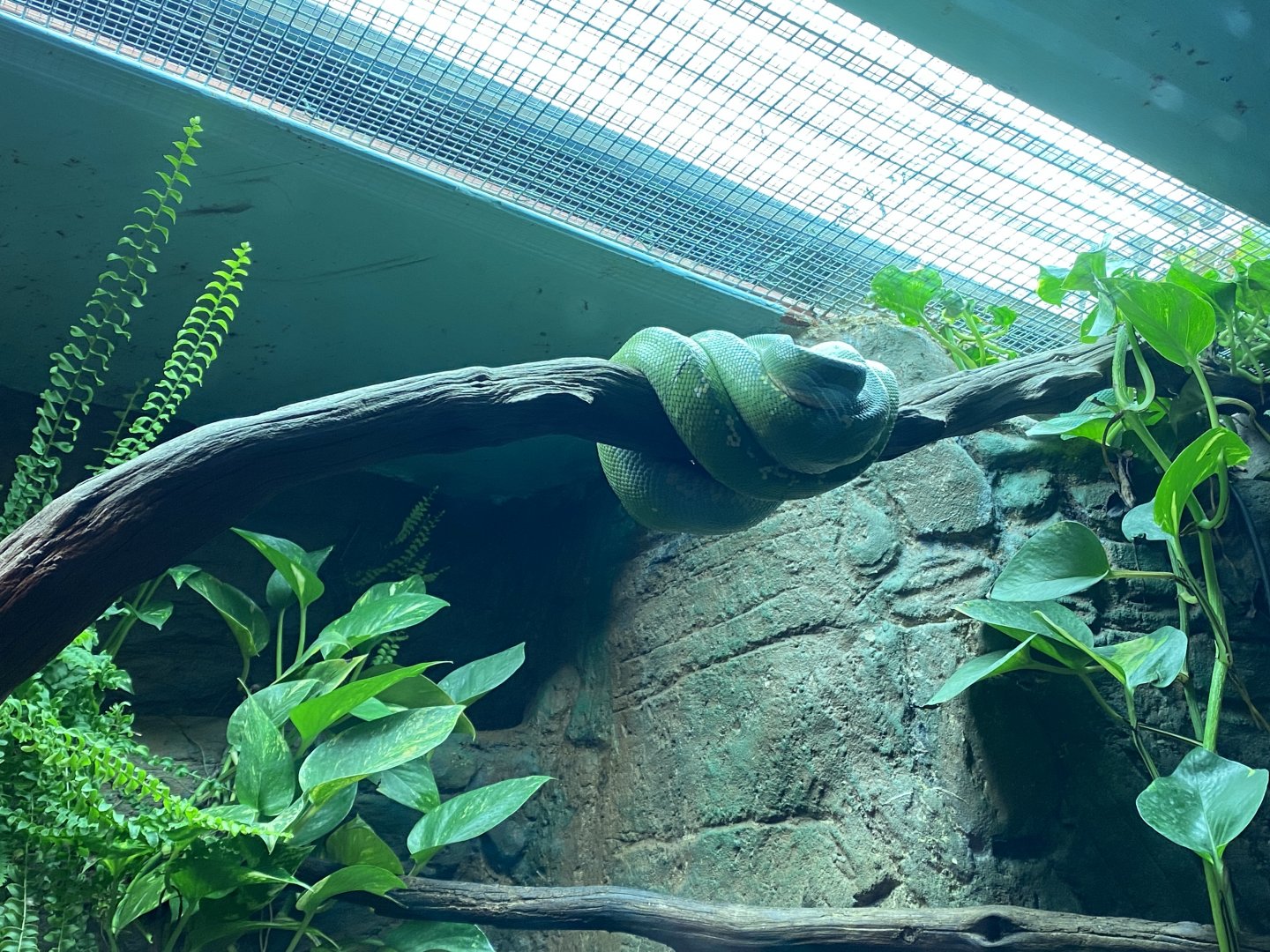 Reptile House - Green tree python 280222