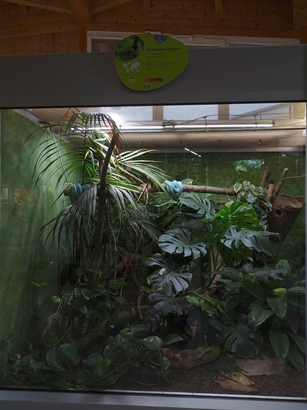 Reptile House: Green tree python enclosure