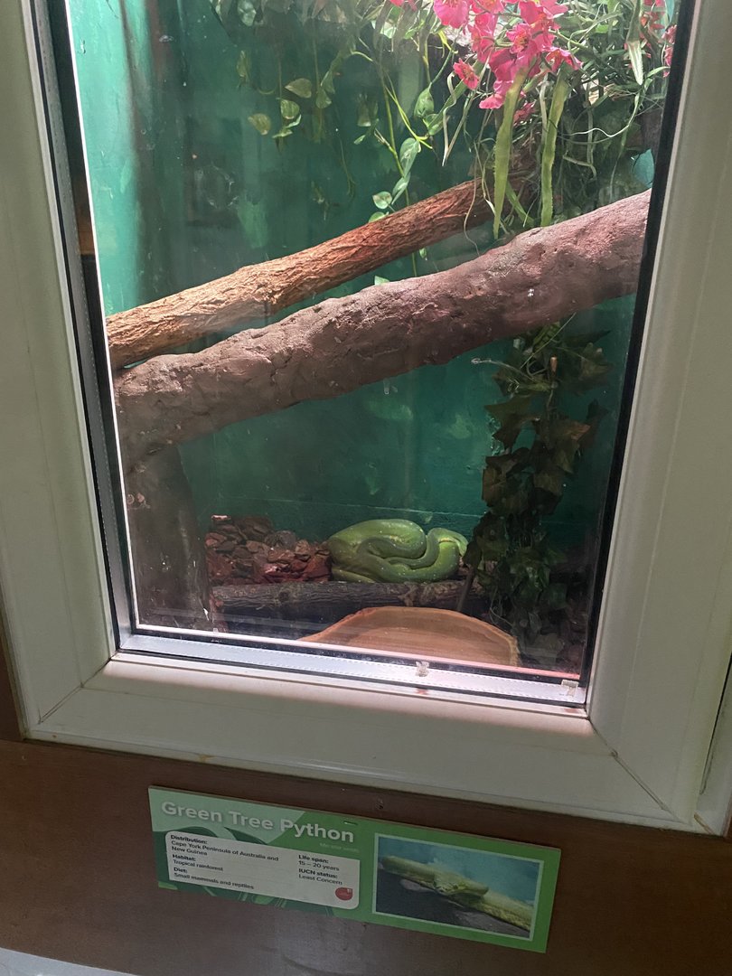 Reptile House - Green tree python exhibit 231022