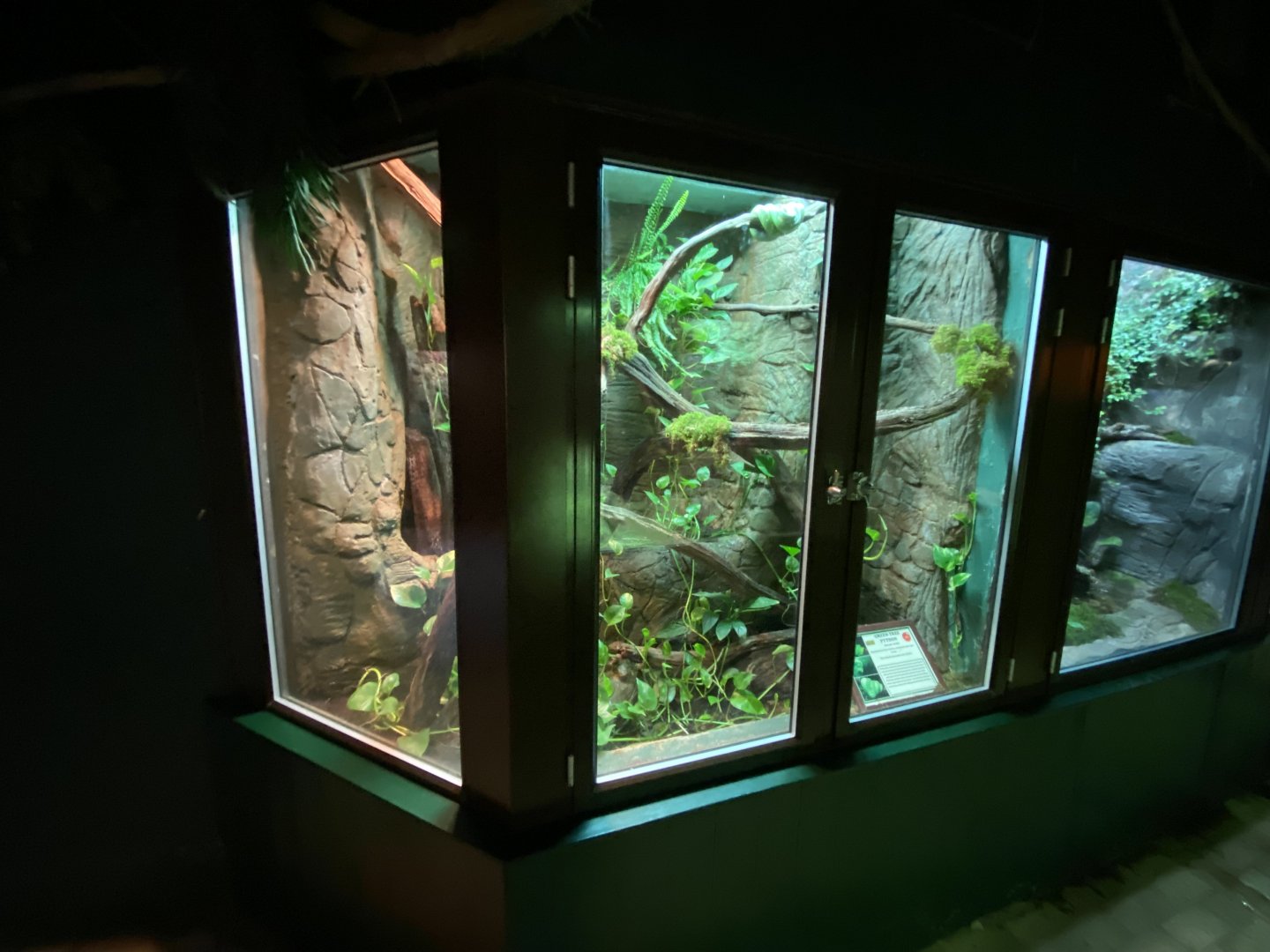 Reptile House - Green tree python exhibit 280222