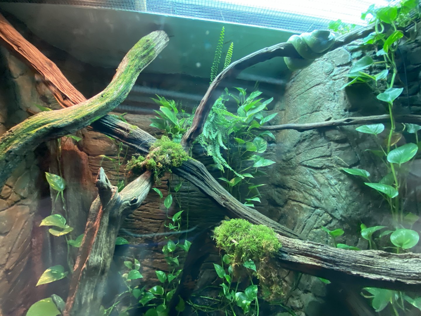 Reptile House - Green tree python exhibit 280222