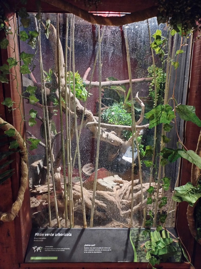 Reptile house green tree python exhibit - Santiago zoo (Zoologico nacional)